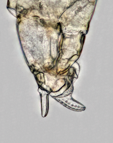 Photo of Acanthodiaptomus denticornis by Ian Gardiner